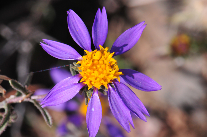 Mesa Tansyaster has bright purple with yellow centers; very showy daisy-like flower; heads with both ray and disk florets. Machaeranthera tagetina